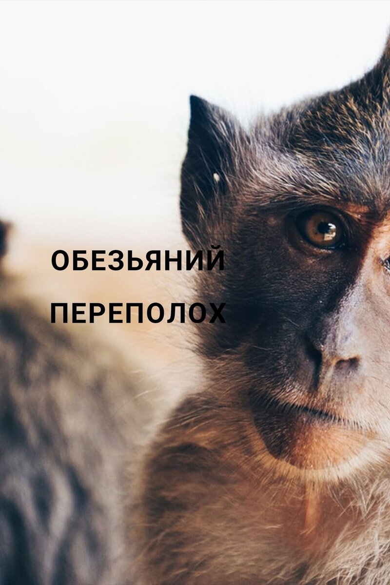 Обезьяний переполох (2020) - poster 1