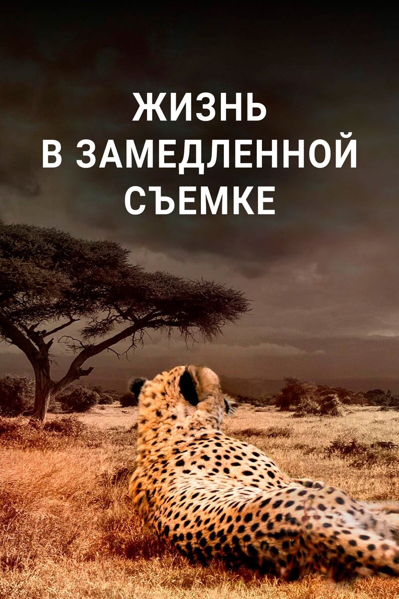 Жизнь в замедленной съемке (2020) - poster 1