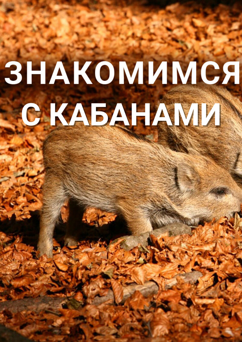 Знакомимся с кабанами (2021) - poster 1