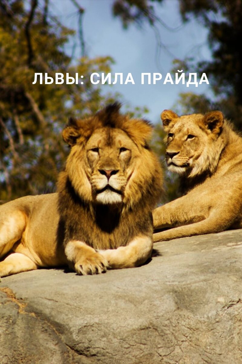 Львы: Сила прайда (2020) - постер 1