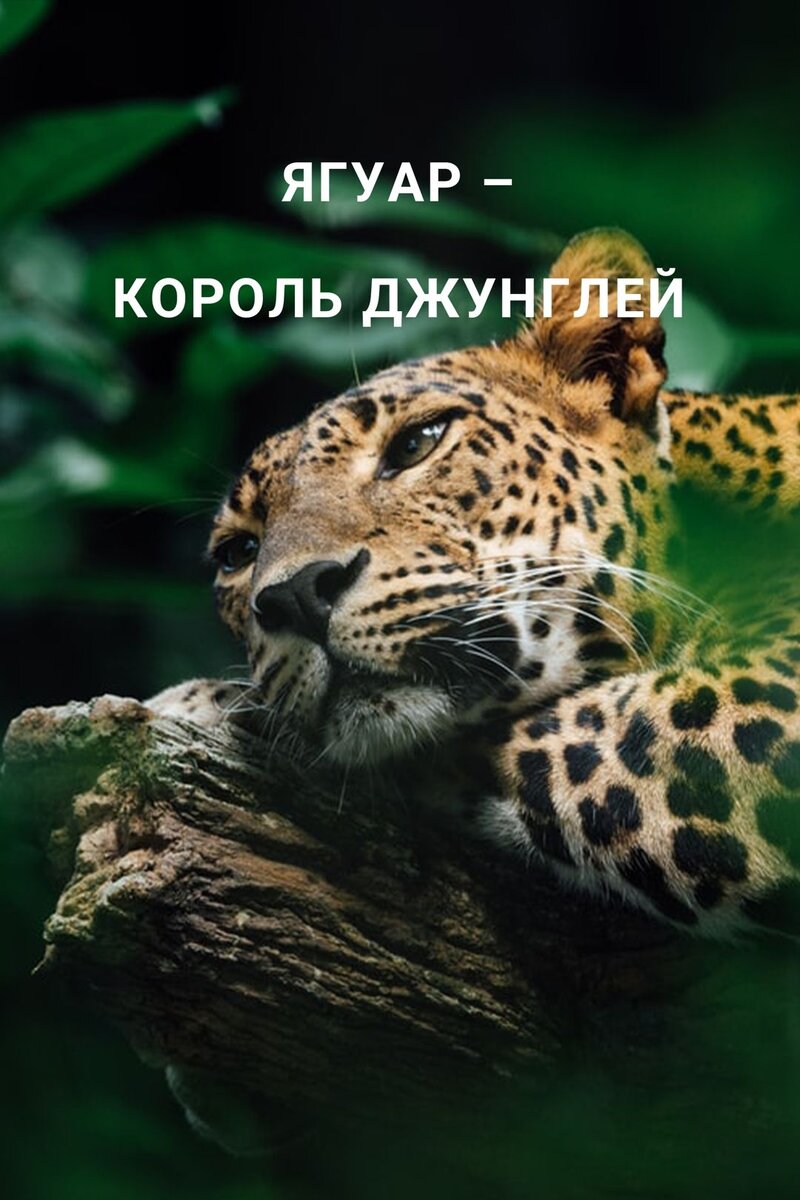Ягуар – король джунглей (2020) - poster 1