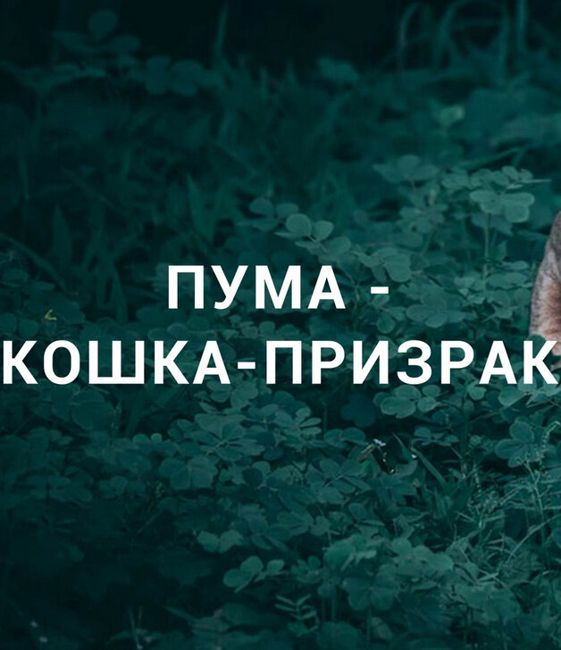 Пума – кошка-призрак (2020) - poster 1