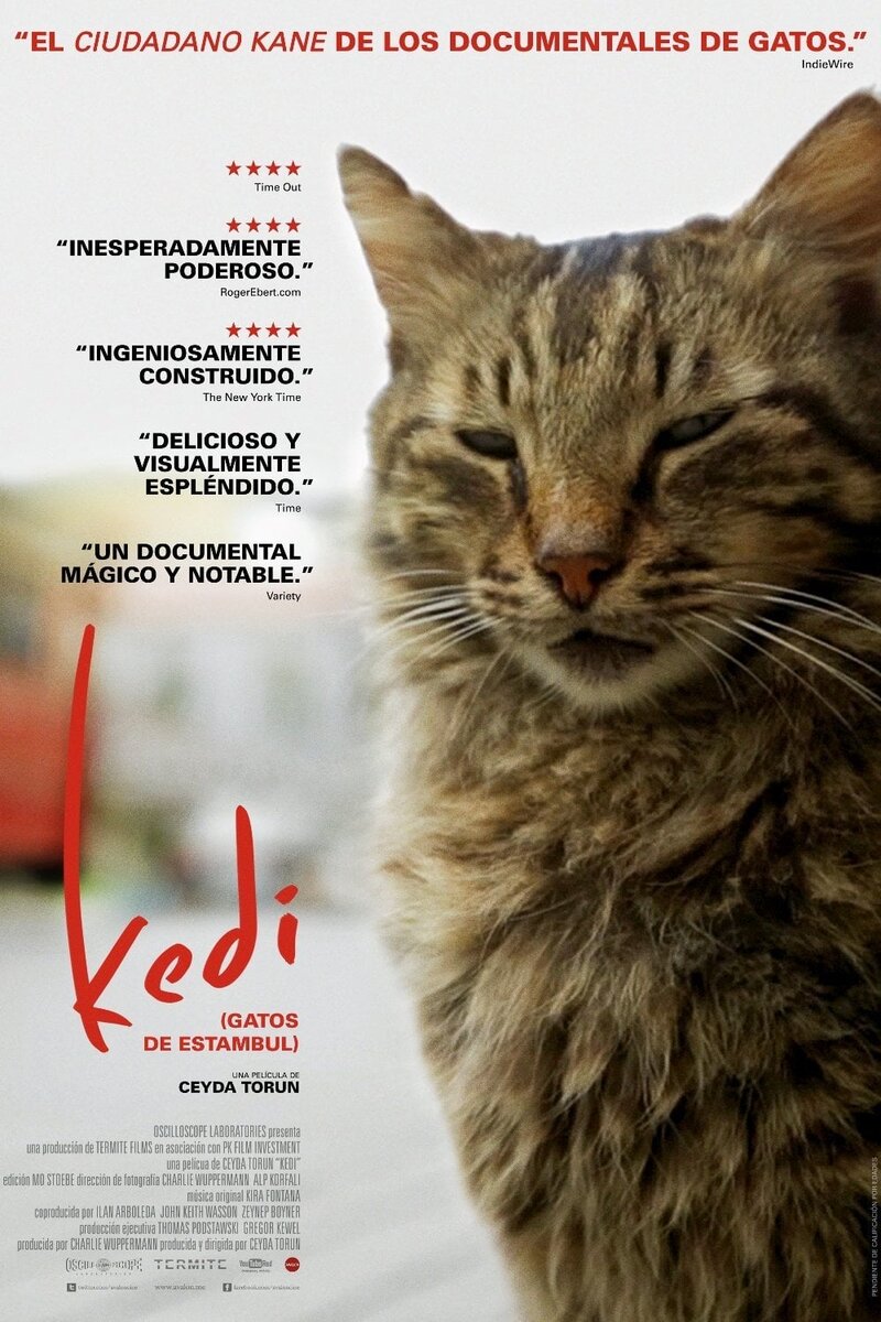 Kedi (2016) - poster 1