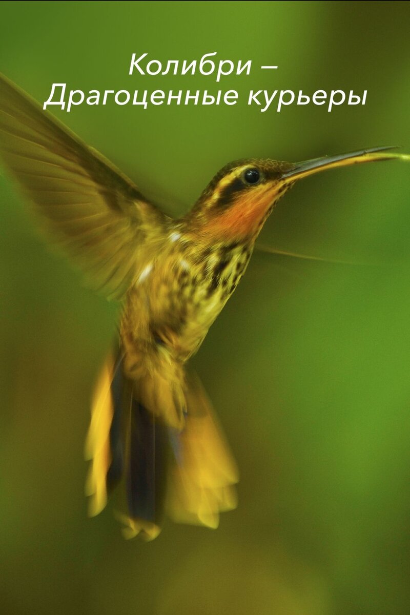 Hummingbirds: Jewelled Messengers (2012) - poster 2