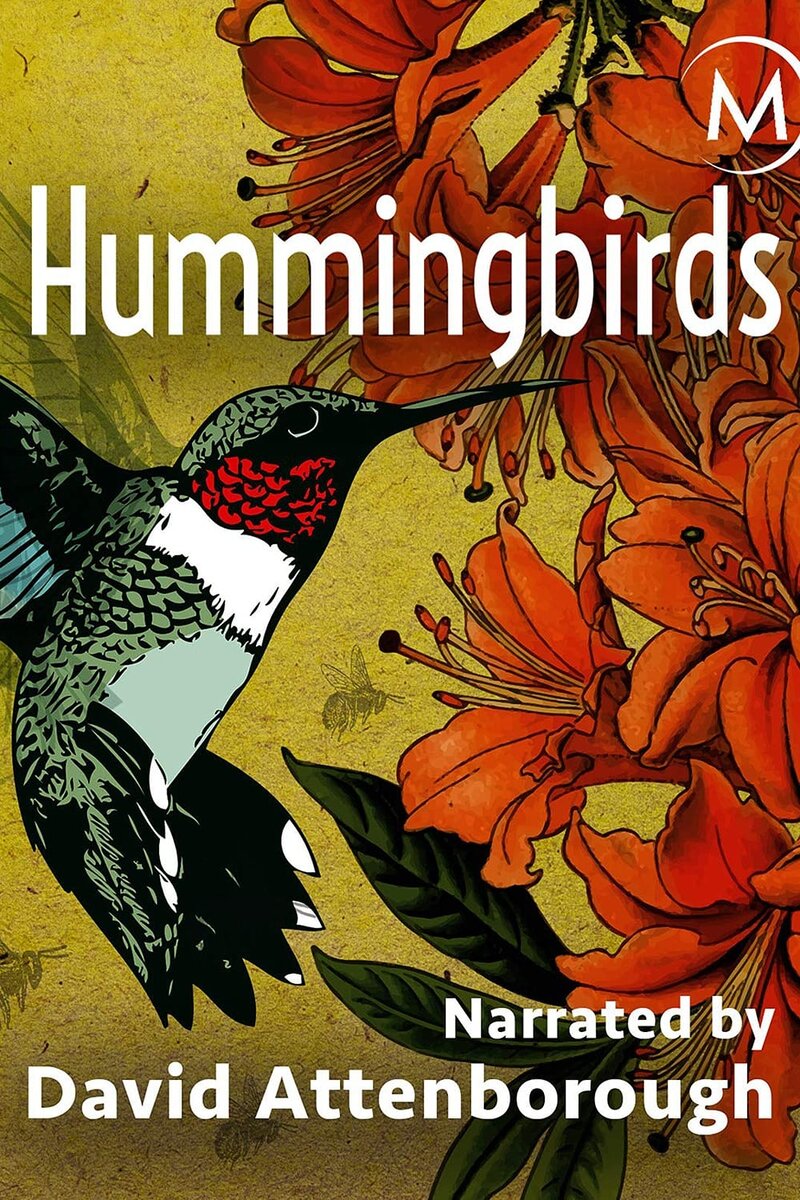Hummingbirds: Jewelled Messengers (2012) - poster 1