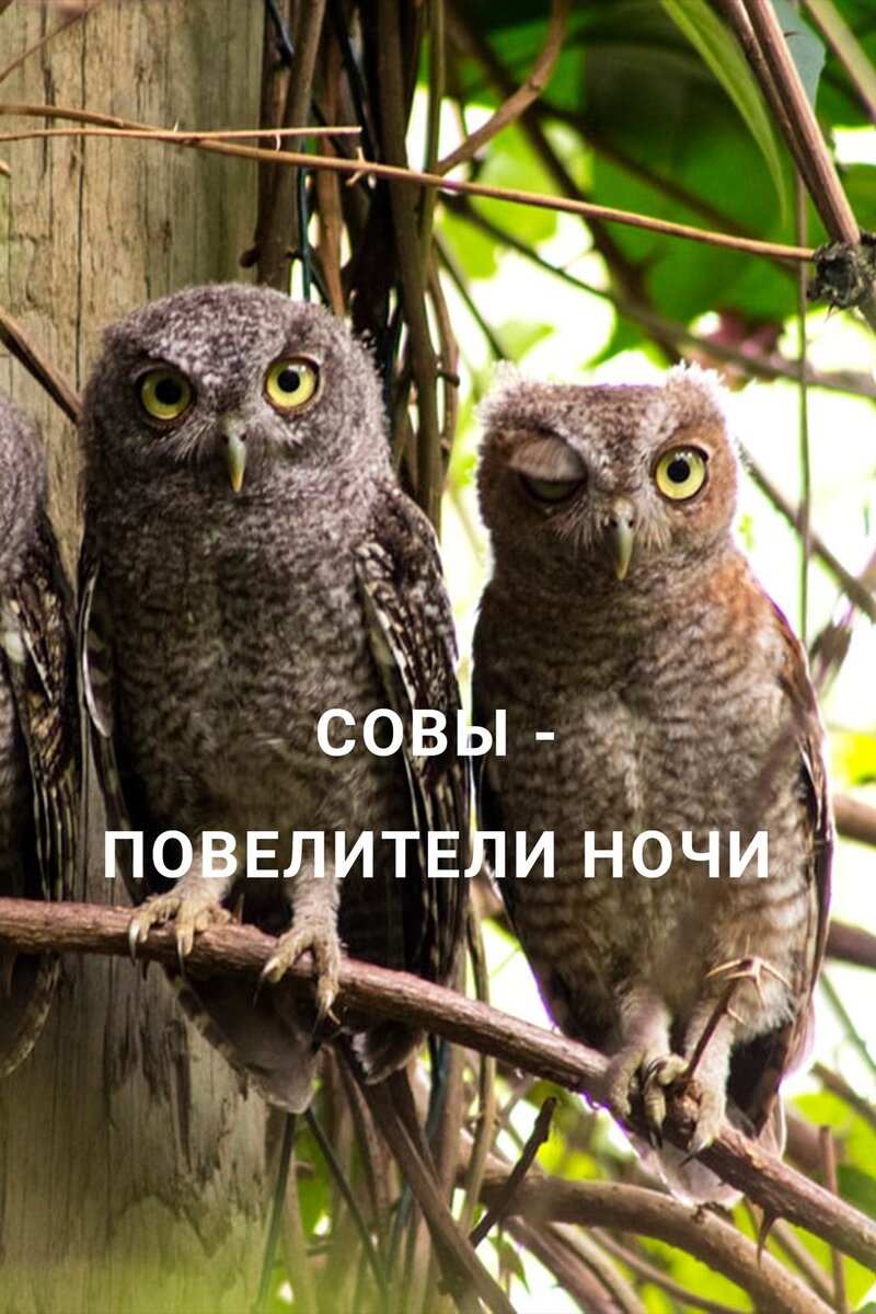 Совы — повелители ночи (2020) - poster 1