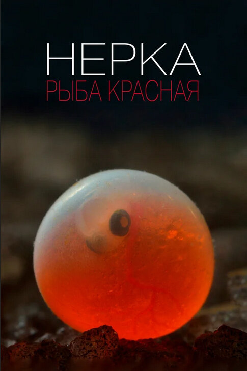 Нерка. Рыба красная (2020) - постер 1