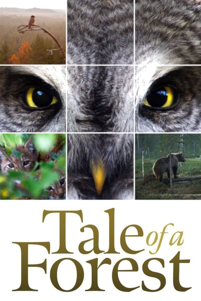 Tale of a Forest (2012) - poster 1