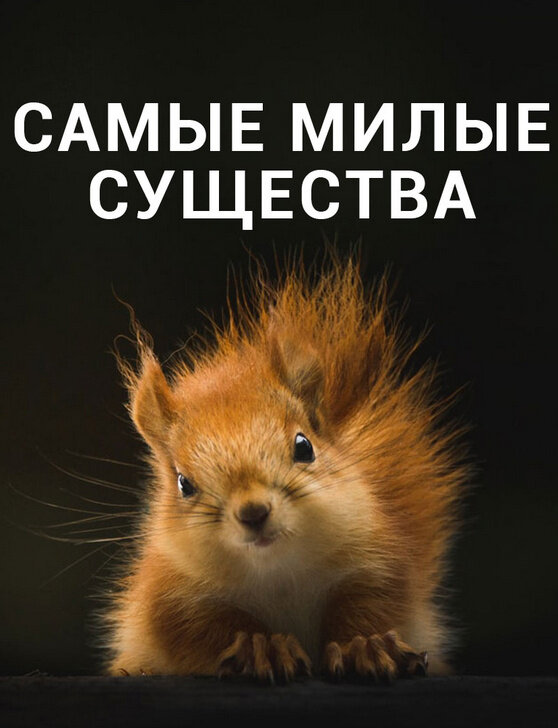 Самые милые существа (2021) - постер 1