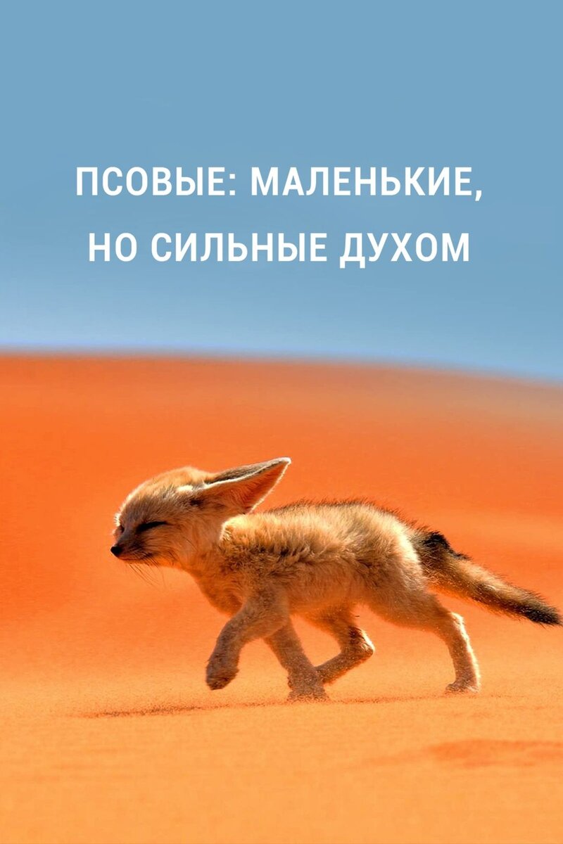 Псовые: Маленькие, но сильные духом (2021) - постер 1
