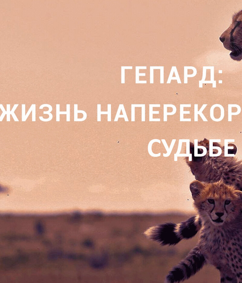 Гепард: Жизнь наперекор судьбе (2020) - постер 1