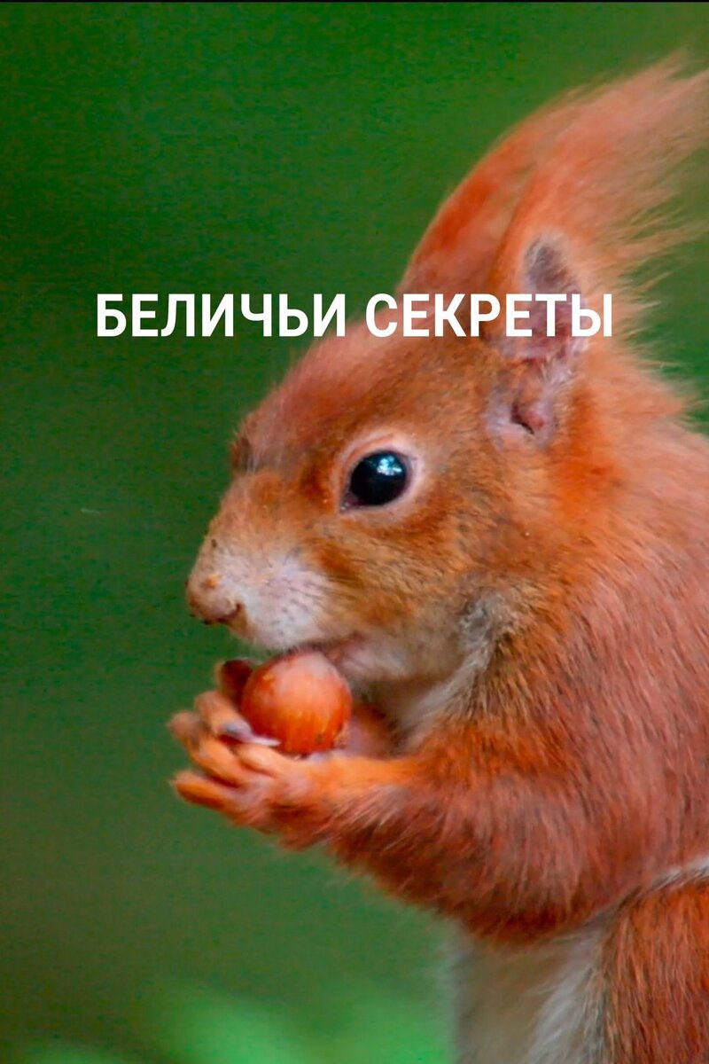 Беличьи секреты (2018) - постер 1