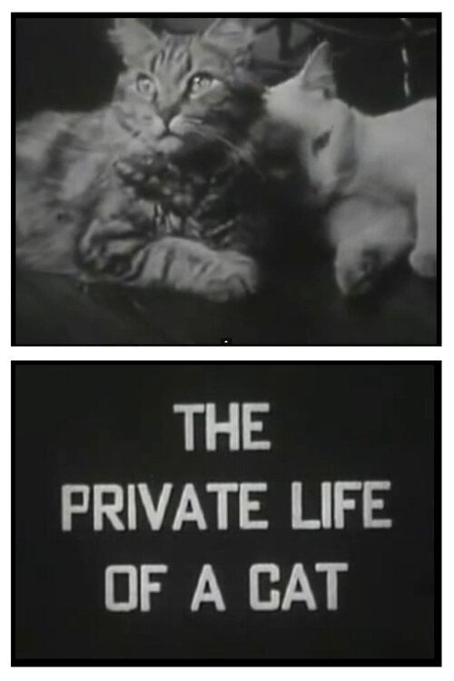 The Private Life of a Cat (1946) - poster 1