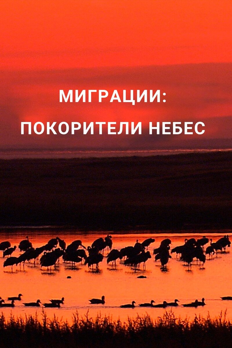 Миграции: Покорители небес (2020) - постер 1