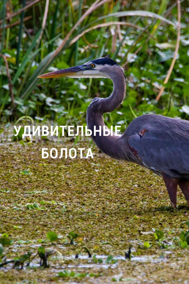 Удивительные болота (2020) - poster 1