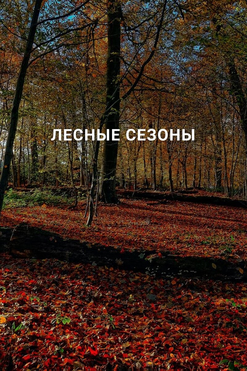 Лесные сезоны (2020) - постер 1