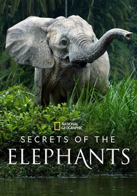 Secrets of the Elephants