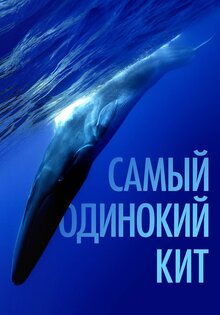 Самый одинокий кит