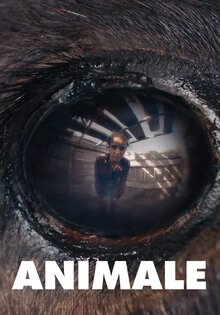 Animal