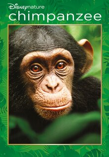 Chimpanzee