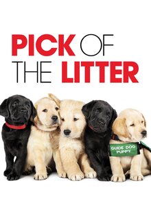 Pick of the Litter
