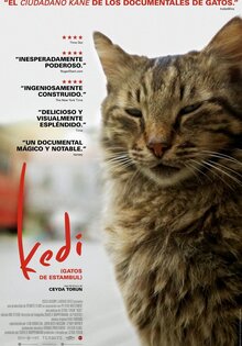 Kedi