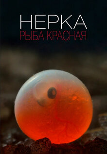 Нерка. Рыба красная