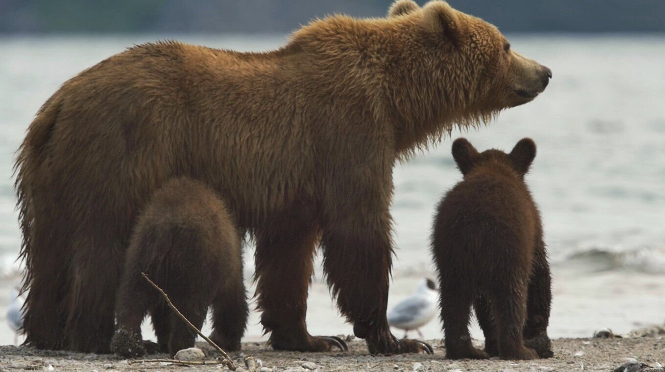 Медведь начало слова. Сибирский бурый медведь Камчатский бурый медведь.