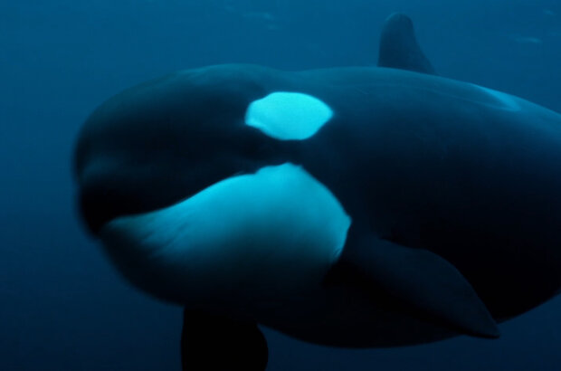 Миграции: Большой заплыв (2020) - фото 1