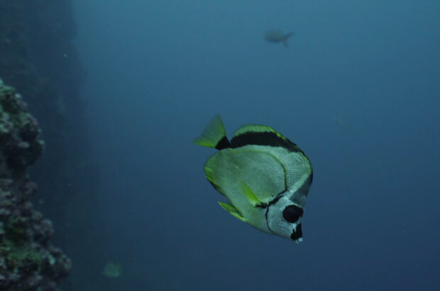 Миграции: Большой заплыв (2020) - фото 6