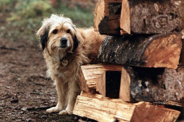 Погоня за Бенджи (1987) - фото 3