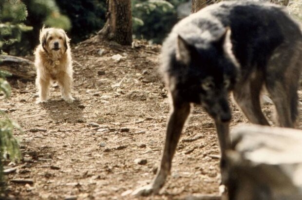 Погоня за Бенджи (1987) - фото 4