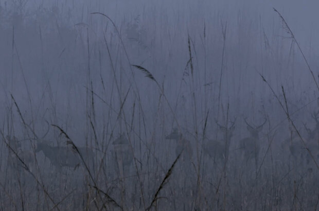 Shuklaphanta, the other wild nepal (2016) - photo 7