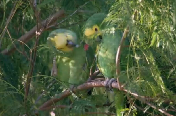Planet Parrot (2012) - photo 6