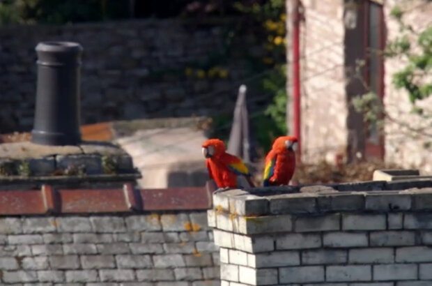 Planet Parrot (2012) - photo 3