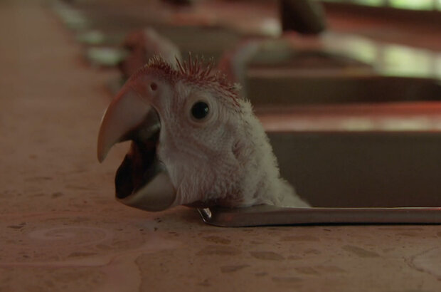Planet Parrot (2012) - photo 2