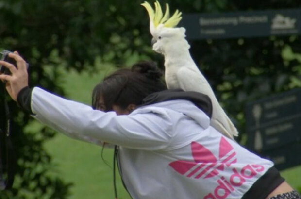 Planet Parrot (2012) - photo 4