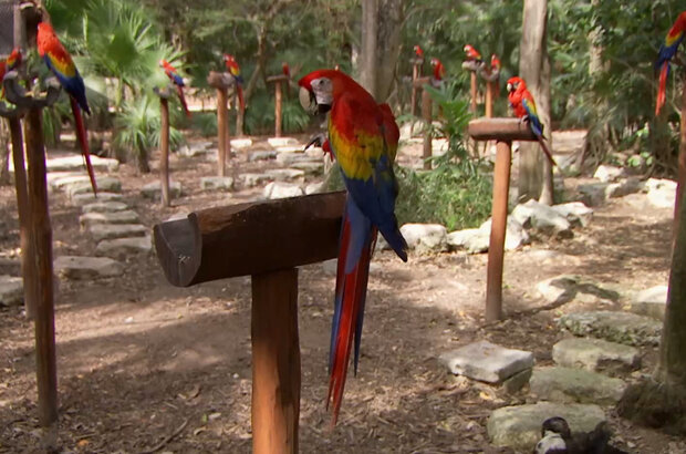 Planet Parrot (2012) - photo 7