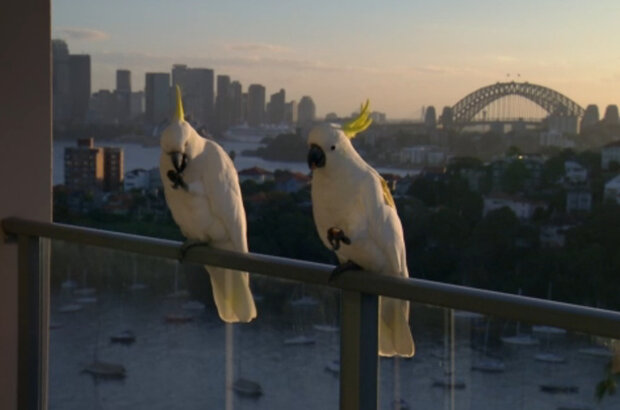 Planet Parrot (2012) - photo 1