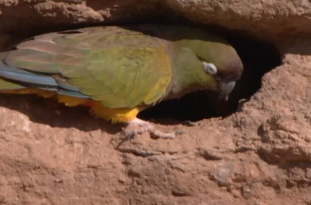Planet Parrot (2012) - photo 5