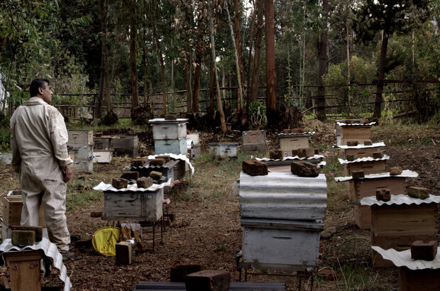 Las colmenas (2020) - photo 1