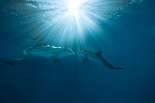 Dolphin Tale 2 (2014) - photo 13