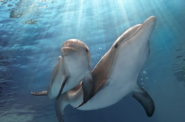 Dolphin Tale 2 (2014) - photo 1