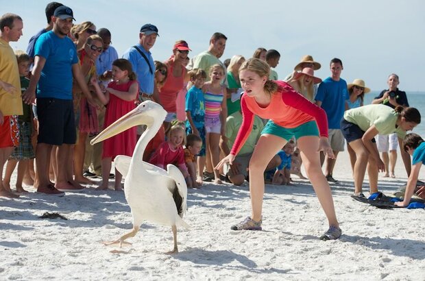 Dolphin Tale 2 (2014) - photo 6