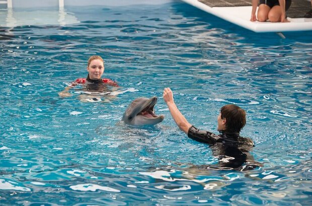 Dolphin Tale 2 (2014) - photo 5