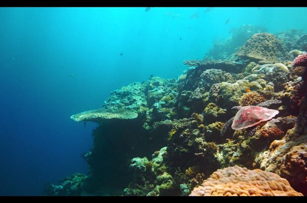 The Last Reef 3D (2012) - photo 3