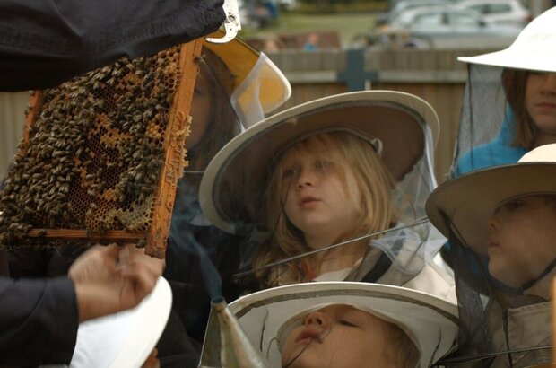 Honey Hunters (2016) - photo 2