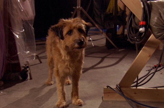 Dr. Dolittle Million Dollar Mutts (2009) - photo 3