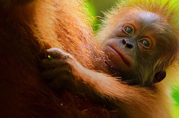 Secret Lives of Orangutans (2024) - photo 1