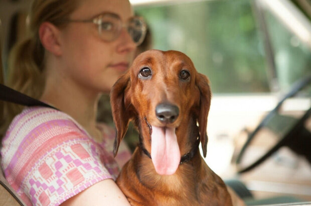 Wiener-Dog (2016) - photo 1
